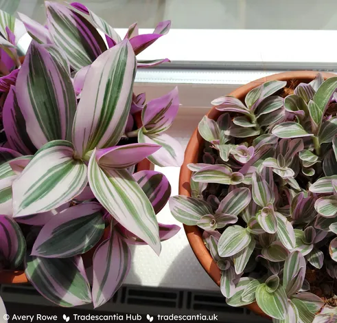 Tradescantia cerinthoides 'Nanouk' with large pink-and-green striped leaves, and Tradescantia Sweetness, with a similar pattern on much smaller leaves.