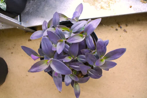 Tradescantia pallida 'Purple Pixie' with bright purple leaves.