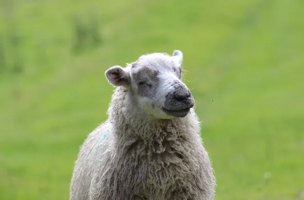 White sheep with patchy grey face in a field, its eyes slightly closed as if smiling in bliss.