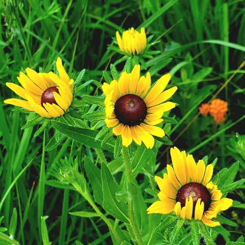 Black-eyed Susans 