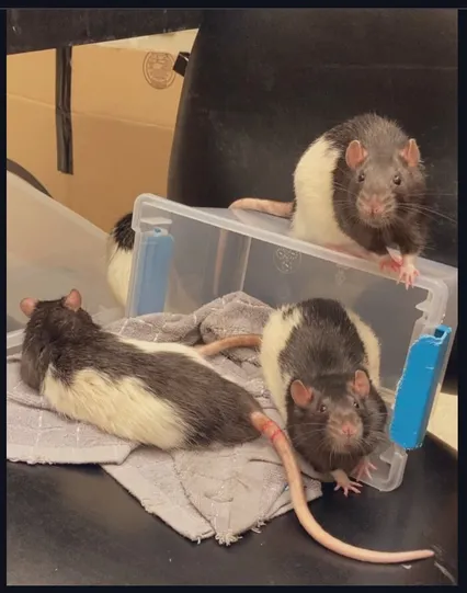 Some Long-Evans rats resting on a chair