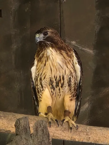 A photo of a hawk perched on on branch. 