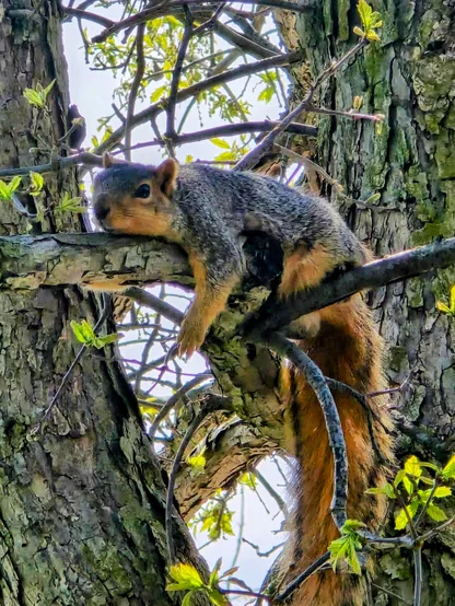 A cute squirrel resting on a branch. 