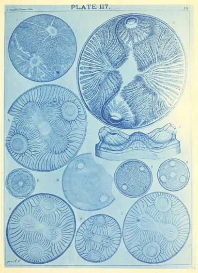 Scan of Plate 117 of Adolf Schmidt's "Atlas der Diatomaceenkunde" showing a collection of highly detailed diatom drawings in a blue, monochromatic, cyano-style print (though the blue hue seems to be unexplained)