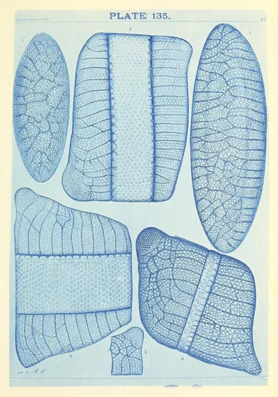 Scan of Plate 135 of Adolf Schmidt's "Atlas der Diatomaceenkunde" showing a collection of highly detailed diatom drawings in a blue, monochromatic, cyano-style print (though the blue hue seems to be unexplained)