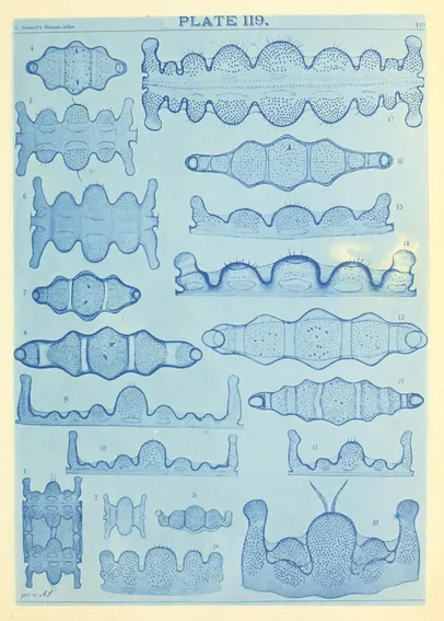 Scan of Plate 119 of Adolf Schmidt's "Atlas der Diatomaceenkunde" showing a collection of highly detailed diatom drawings in a blue, monochromatic, cyano-style print (though the blue hue seems to be unexplained)