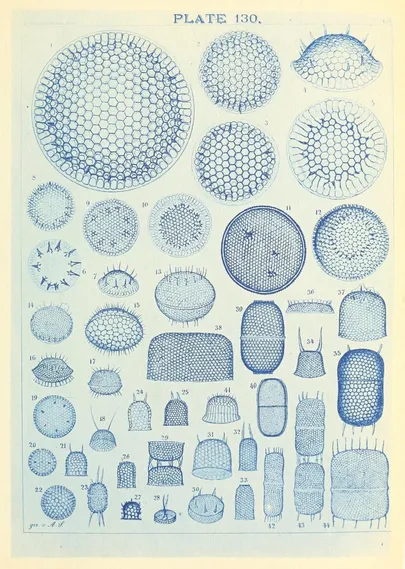 Scan of Plate 130 of Adolf Schmidt's "Atlas der Diatomaceenkunde", showing a collection of highly detailed diatom drawings in a blue, monochromatic, cyano-style print (though the blue hue seems to be unexplained)