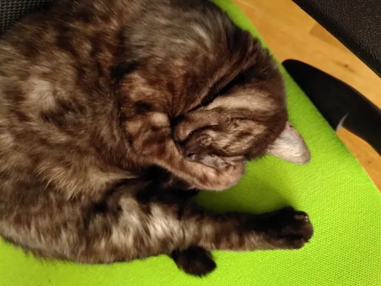 A tabby silver black cat asleep on a green chair, covering her eyes with her paws.