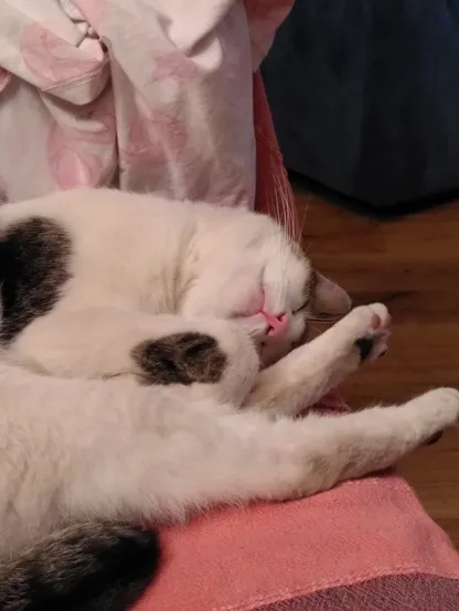 A tabby and white cat asleep on a couch, curled into an odd but very cute position.