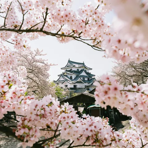 During the cherry blossom season, Hikone Castle in Shiga Prefecture is seen through a natural frame of pinkish-white branches of cherry blossoms.