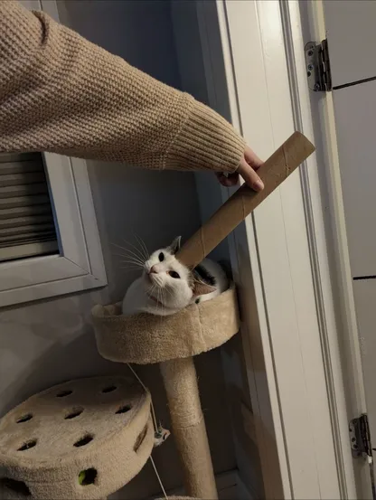 Alt text: A person in a beige sweater gently pets a black and white cat sitting in a cozy top perch of a cat tree using a cardboard tube. The room has a white door with hinges on the right, and a small window with blinds above.