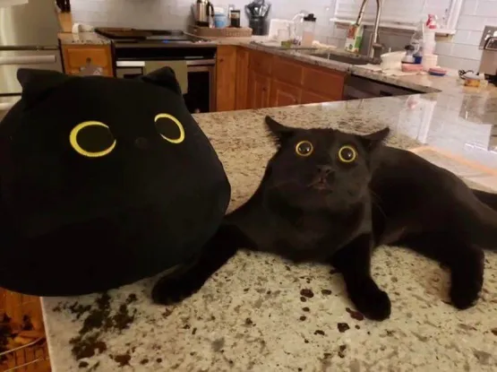 Alt text: A black cat with striking yellow eyes lying on a countertop next to a large black plush toy that greatly resembles the cat, also featuring yellow eyes. The background shows a kitchen with various items on the counter.