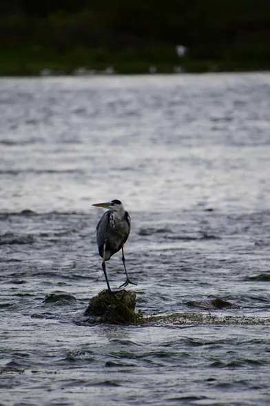 Un héron perché au milieu de la loire