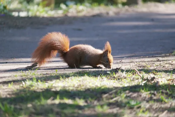 Zoom closeup of red squirrel on the ground, perched over probably sniffing for something edible