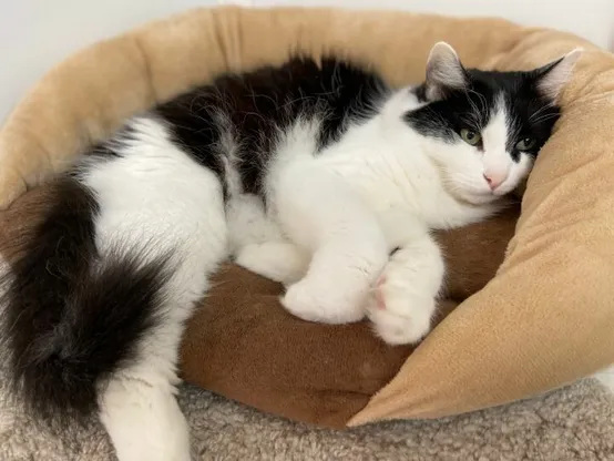 Tuxedo cat curled up on a cat bed