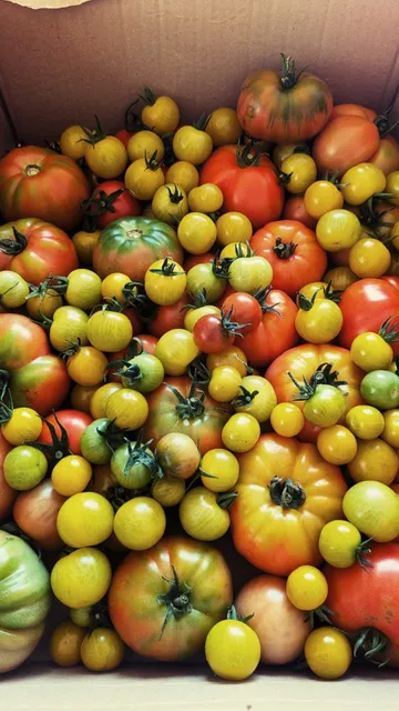 Blick in einen Karton voller verschiedener Tomaten.