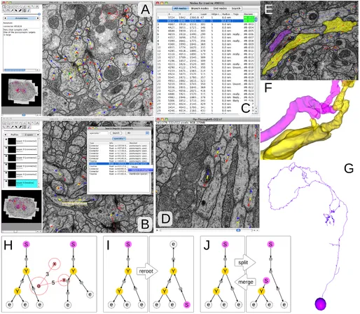 Figure 2 of Cardona et al. 2012 PLoS ONE, illustrating neuronal arbors reconstructed using TrakEM2 software.