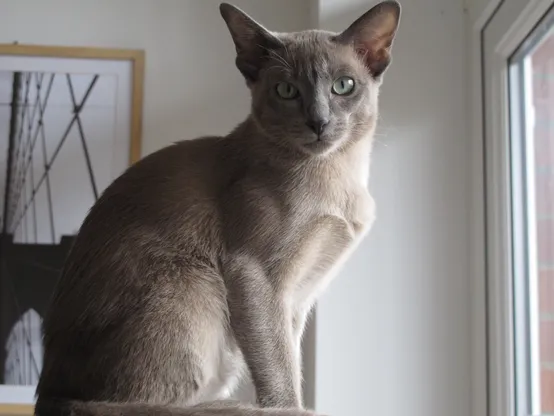 Alt text: A graceful grey Siamese cat with striking blue eyes is sitting indoors near a window, with light filtering through the glass. Behind the cat, there are framed pictures and the hint of indoor plants, conveying a cozy domestic setting.