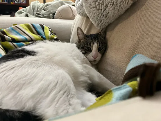 Reclining large black and white cat