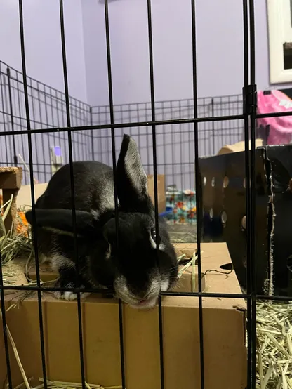 Unbelievably cute black rabbit nibbling on her (otherwise open) cage