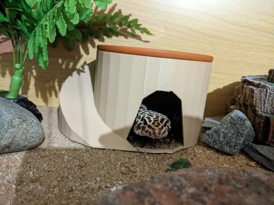 Leopard gecko peeking from a little hut