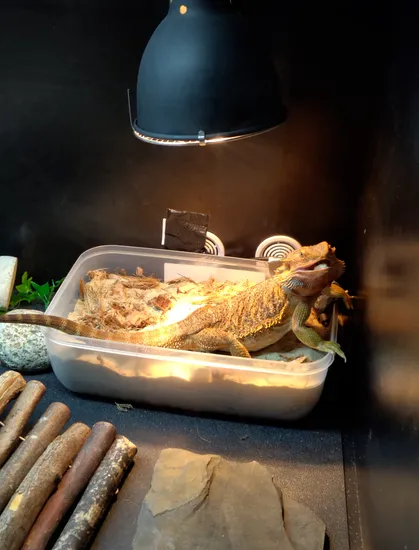 Bearded dragon sitting in a sandbox under a heatlamp with her mouth gaping open.