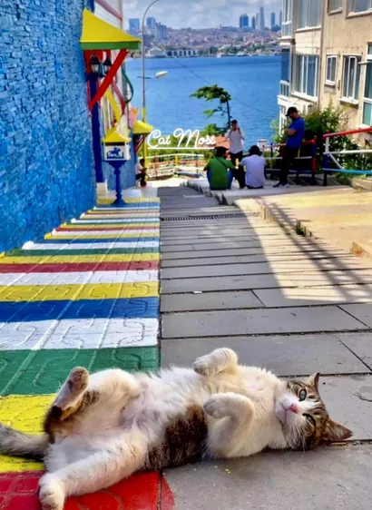 ALT

Gato durmiendo en la calle.