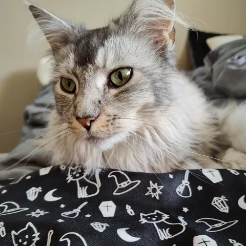 Silver Maine Coon cat with green eyes relaxes on a piece of black fabric featuring white line art of cats, brooms, hats, crystals, candles, a moon, and stars 