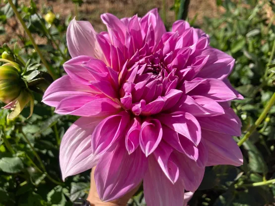 A big pink dahlia flower.