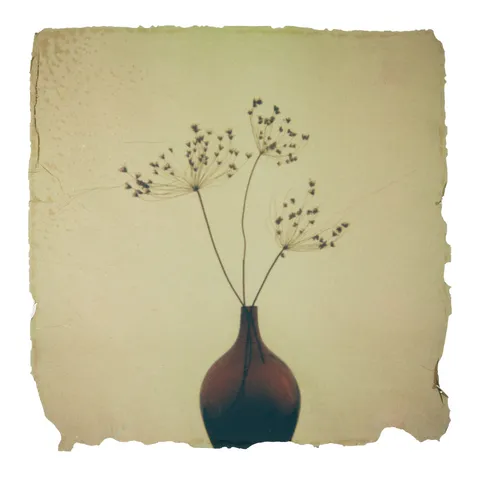 Colour Polaroid emulsion lift on a white background.

The image shows a simple dark red glass vase with three stems of dried plant material, silhouetted against a warm sepia coloured background with a slight texture. The plant stems each have an umbel shaped seed head, with a round cluster of spokes emanating from a long central stem. Delicate remains of flowers can be seen at the end of the spokes.

The emulsion lift is fairly neat - it is roughly square, with slightly rough edges. In some of the corners there are fragments of Polaroid chemistry stuck to the emulsion, giving it a texture slightly reminiscent of a plastered wall.