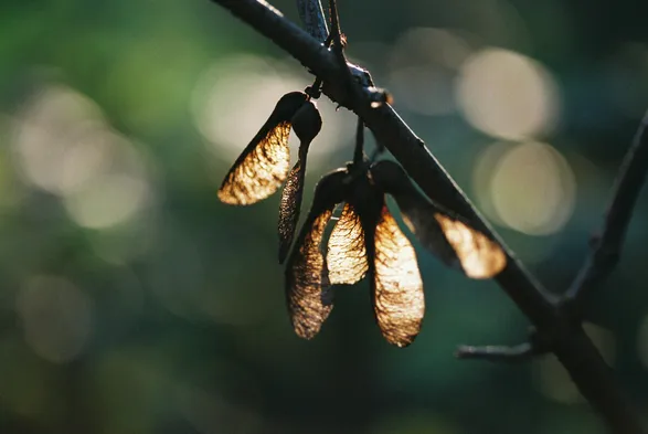 Close up colour photograph of a cluster of dried out 'helicopter' sycamore seed pods, clinging to a tree branch in autumn.

The seed pods are backlit by low autumn sun, giving them the appearance of tiny glowing lanterns, and there is dappled blurry light in the background.

The colour tones are rich warm greens and golds.