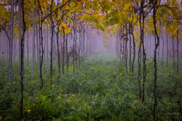 Photo looking down the “tunnel“ made by two young ￼grapevine rows in autumn, in a violet morning mist.