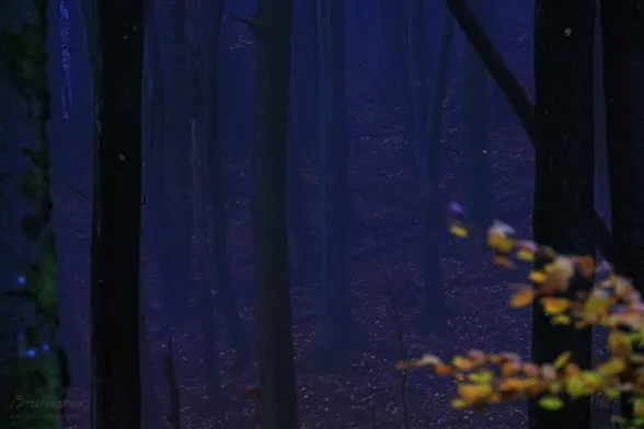 Photo of autumn tree trunks, in the blue atmosphere of dusk.