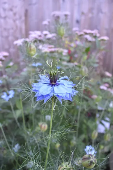 A close-up of a love-in-a-mist flower, with its overlapping layers of pale blue petals.