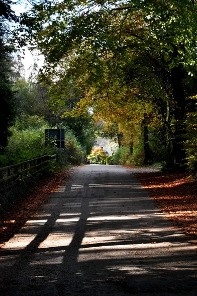 An autumnal road with branches curving overhead and fallen leaves to either side, with a brightly-lit cottage in the distance.