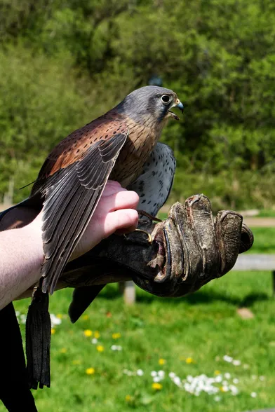 A kestrel called "Meany", sitting on a falconer's glove and yelling his triumph.