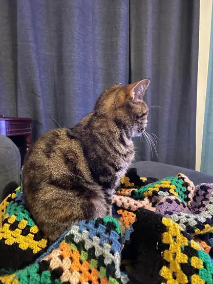 Tora Tabby sits on a colourful crocheted blanket, indifferent to the milestones of Dgar. 