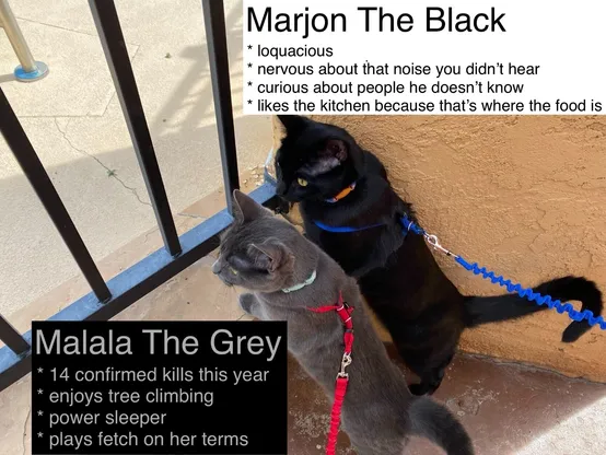 From behind them, we see two cats on leashes staring at the same thing through the fence beyond. A black cat with a blue leash is on the upper right. A grey cat with a red leash is on the lower right. Boxes annotate the image describing each cat.

Marjon The Black
* loquacious 
* nervous about that noise you didn’t hear
* curious about people he doesn’t know
* likes the kitchen because that’s where the food is

Malala The Grey
* 14 confirmed kills this year
* enjoys tree climbing
* power sleeper
* plays fetch on her terms