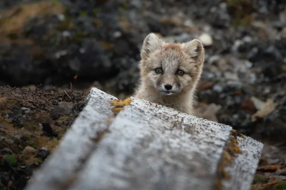 zoomed in picture of an arctic fox cub looking directly at the camera. The fox is light brown/gray with some darker gray and lighter beige spots, and darker bands around the eyes. The landscape is gray and brown, which lets the fox blend in well. The background and foreground are blurry, just the cub is in focus, and there's  an old peace of wood in the front of the cub.