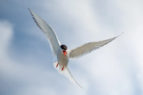 Angry arctic tern hovering in front above the camera, wings spread out, and red beak open mid-scream. It’s a sunny day with blue skies and some light white clouds in the background. 