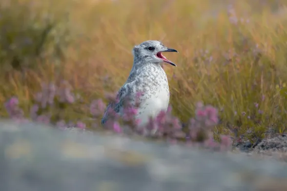 Portrait of a cute young gull, sitting behind a rock and pink flowers, in front of long green grass. The bird is white with gray and beige speckles, and has a short gull-shaped black beak. There are still some fluffy baby feathers on the head. The bird is in focus and the rest is blurry, and it’s a sunny day.