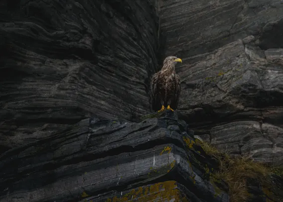 A white tailed eagle sitting on the edge of a rock/cliff, with a rock no rain wall behind them. They have a big yellow curved beak ending in a sharp tip, matching yellow feet, and a dark brown body that gradually becomes more light brown and white towards the top of the head. Picture taken from the front, with the eagle looking towards the side, showing off its massive beak. 