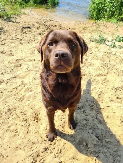 My brown Labrador girl at the waterside.