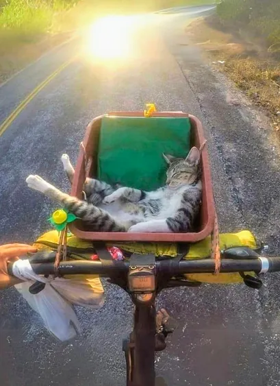 ALT

Gato durmiendo en canasto de bicicleta. 