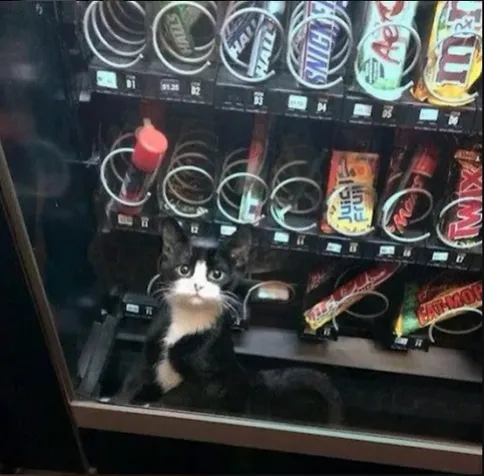 A black and white cat sitting inside a vending machine looking straight at the camera with rows of candy and snacks displayed around it.