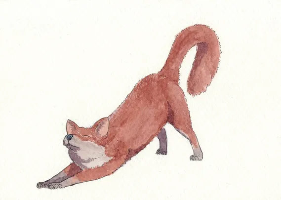 an ink and watercolour drawing of a red fox having a good stretch