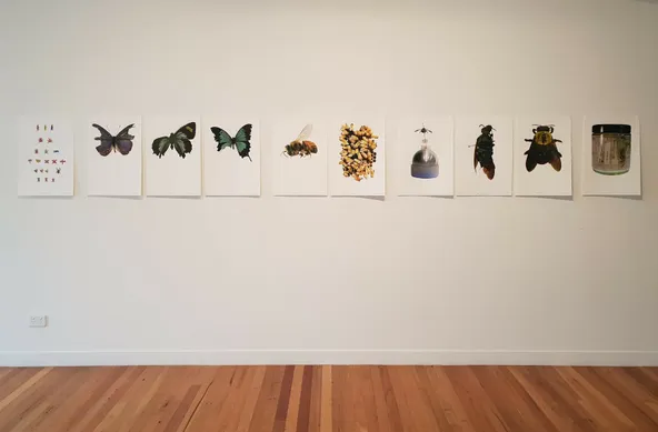 10 screenprints are displayed on a wall in a gallery. The prints are of of various insects and have been printed using a cmyk process.