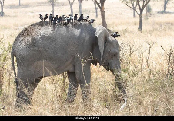 Many birds sitting on the back of an #elephant