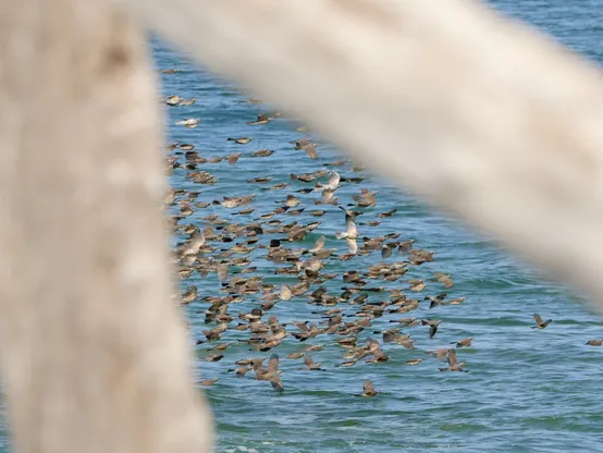 流木の間から見える群れ飛ぶヒヨドリの群れ