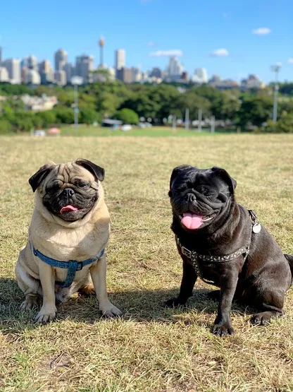 Two pugs, one fawn and one black sit on a grassy hill smiling and panting. You can see a city blurred in the background